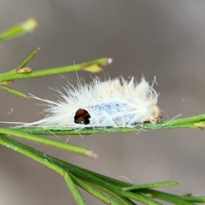 Lepidoptera unclassified IMMATURE moth at Acton, ACT - 8 Sep 2024 by Hejor1