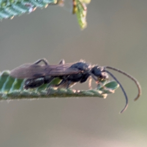 Formicidae (family) at Acton, ACT - 8 Sep 2024