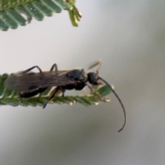 Formicidae (family) at Acton, ACT - 8 Sep 2024