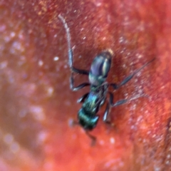 Rhytidoponera metallica at Acton, ACT - 8 Sep 2024 05:09 PM