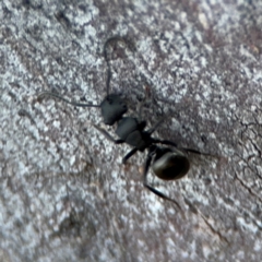 Polyrhachis sp. (genus) (A spiny ant) at Acton, ACT - 8 Sep 2024 by Hejor1