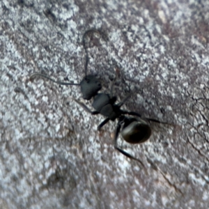 Polyrhachis sp. (genus) at Acton, ACT - 8 Sep 2024 05:11 PM