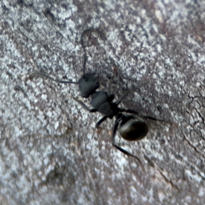 Polyrhachis sp. (genus) (A spiny ant) at Acton, ACT - 8 Sep 2024 by Hejor1