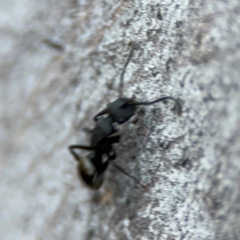 Polyrhachis sp. (genus) at Acton, ACT - 8 Sep 2024 05:11 PM