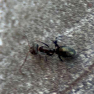 Iridomyrmex sp. (genus) at Acton, ACT - 8 Sep 2024 05:11 PM