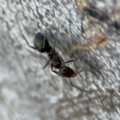 Iridomyrmex sp. (genus) at Acton, ACT - 8 Sep 2024