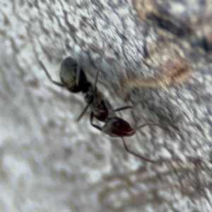 Iridomyrmex sp. (genus) at Acton, ACT - 8 Sep 2024 05:11 PM