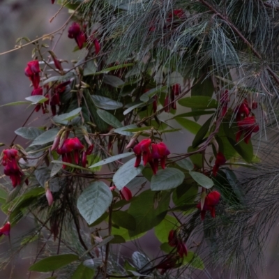 Kennedia rubicunda (Dusky Coral Pea) at Tallong, NSW - 7 Sep 2024 by Aussiegall