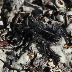 Ocrisiona leucocomis (White-flecked Crevice-dweller) at Hall, ACT - 8 Sep 2024 by Anna123