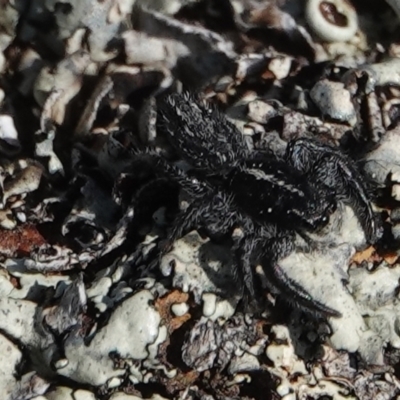 Ocrisiona leucocomis (White-flecked Crevice-dweller) at Hall, ACT - 8 Sep 2024 by Anna123