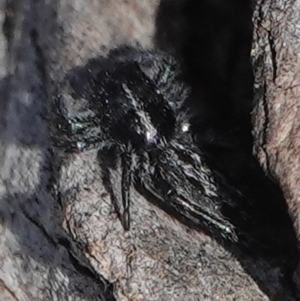 Ocrisiona leucocomis at Hall, ACT - 8 Sep 2024