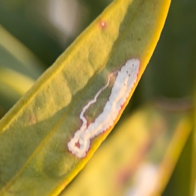 Lepidoptera unclassified IMMATURE moth at Acton, ACT - 8 Sep 2024 by Hejor1