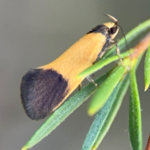 Merocroca automima at Acton, ACT - 8 Sep 2024 05:16 PM