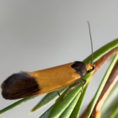 Merocroca automima at Acton, ACT - 8 Sep 2024 05:16 PM