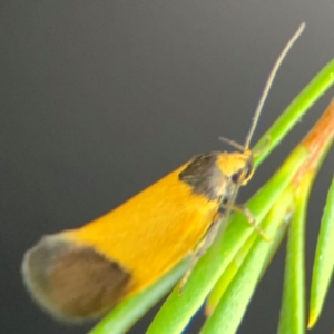 Merocroca automima at Acton, ACT - 8 Sep 2024 05:16 PM