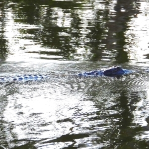 Crocodylus johnstoni at Cranbrook, QLD - 1 Sep 2024