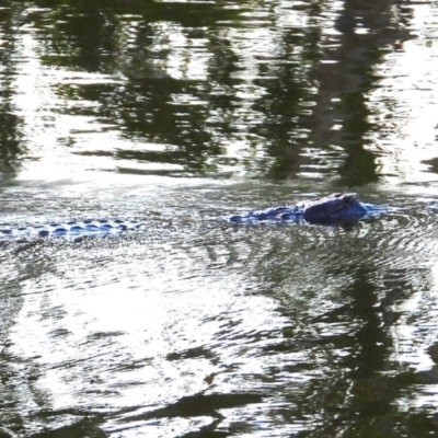 Crocodylus johnstoni (Freshwater Crocodile) at Cranbrook, QLD - 31 Aug 2024 by TerryS