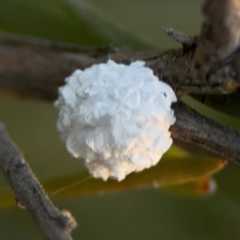 Callococcus acaciae (Burgan woolly scale) at Acton, ACT - 8 Sep 2024 by Hejor1