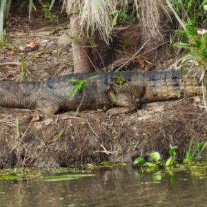 Crocodylus johnstoni at Kelso, QLD - 8 Sep 2024