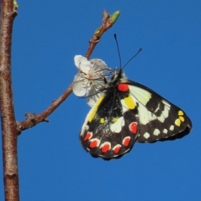 Delias aganippe (Spotted Jezebel) at Symonston, ACT - 4 Sep 2024 by RobParnell