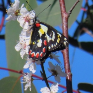 Delias aganippe at Symonston, ACT - 4 Sep 2024 03:32 PM