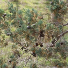 Callitris glaucophylla at West Wodonga, VIC - 7 Sep 2024 by KylieWaldon