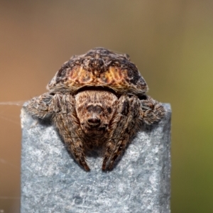 Dolophones sp. (genus) at Murrumbateman, NSW - 8 Sep 2024