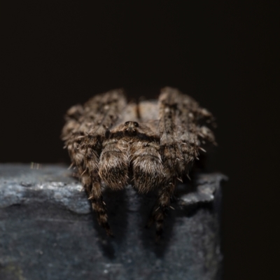 Dolophones sp. (genus) (Wrap-around spider) at Murrumbateman, NSW - 8 Sep 2024 by amiessmacro