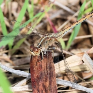 Diplacodes bipunctata at West Wodonga, VIC - 8 Sep 2024