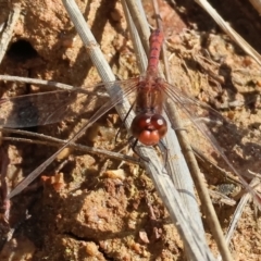 Diplacodes bipunctata at West Wodonga, VIC - 8 Sep 2024 10:20 AM