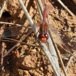 Diplacodes bipunctata at West Wodonga, VIC - 8 Sep 2024 10:20 AM