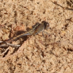 Diplacodes bipunctata at West Wodonga, VIC - 8 Sep 2024