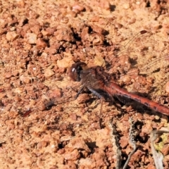 Diplacodes bipunctata at West Wodonga, VIC - 8 Sep 2024