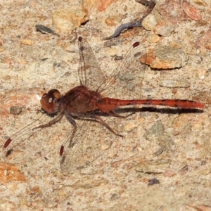 Diplacodes bipunctata at West Wodonga, VIC - 8 Sep 2024