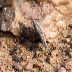 Unidentified Moth (Lepidoptera) at West Wodonga, VIC - 7 Sep 2024 by KylieWaldon