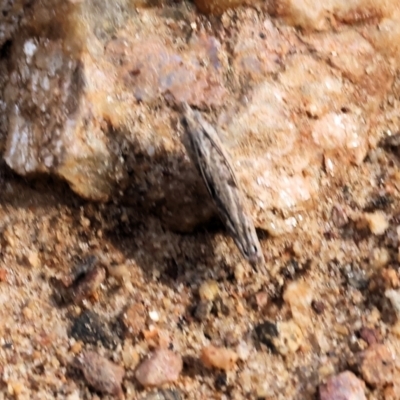 Unverified Moth (Lepidoptera) at West Wodonga, VIC - 8 Sep 2024 by KylieWaldon