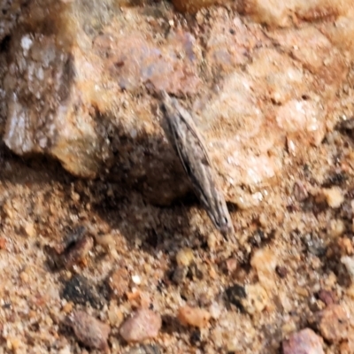 Unidentified Moth (Lepidoptera) at West Wodonga, VIC - 7 Sep 2024 by KylieWaldon