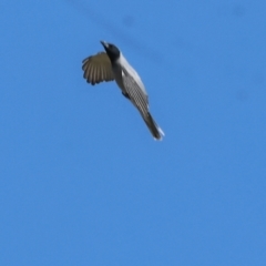 Coracina novaehollandiae (Black-faced Cuckooshrike) at West Wodonga, VIC - 7 Sep 2024 by KylieWaldon