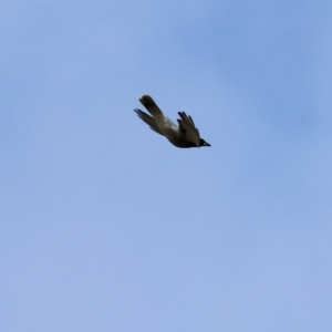 Coracina novaehollandiae at West Wodonga, VIC - 8 Sep 2024