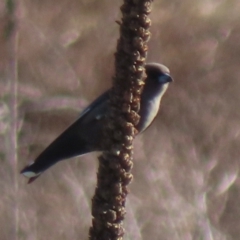 Artamus cyanopterus cyanopterus (Dusky Woodswallow) at Symonston, ACT - 4 Sep 2024 by RobParnell