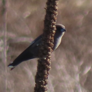 Artamus cyanopterus at Symonston, ACT - 4 Sep 2024