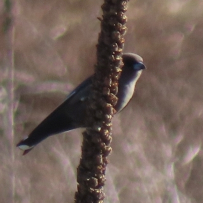 Artamus cyanopterus cyanopterus (Dusky Woodswallow) at Symonston, ACT - 4 Sep 2024 by RobParnell