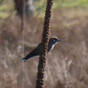 Artamus cyanopterus at Symonston, ACT - 4 Sep 2024