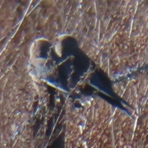 Artamus cyanopterus at Symonston, ACT - 4 Sep 2024