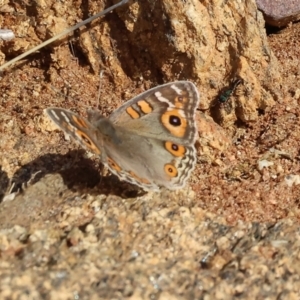 Junonia villida at West Wodonga, VIC - 8 Sep 2024 09:42 AM