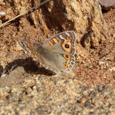 Junonia villida (Meadow Argus) at West Wodonga, VIC - 7 Sep 2024 by KylieWaldon