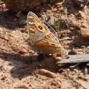 Junonia villida at West Wodonga, VIC - 8 Sep 2024 09:42 AM