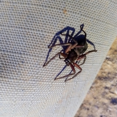 Unidentified Spider (Araneae) at Beaumont, NSW - 7 Sep 2024 by Baronia