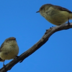 Acanthiza reguloides (Buff-rumped Thornbill) at Symonston, ACT - 4 Sep 2024 by RobParnell