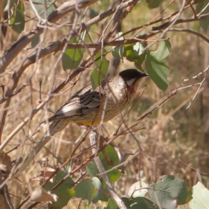 Anthochaera carunculata at Bruce, ACT - 7 Sep 2024